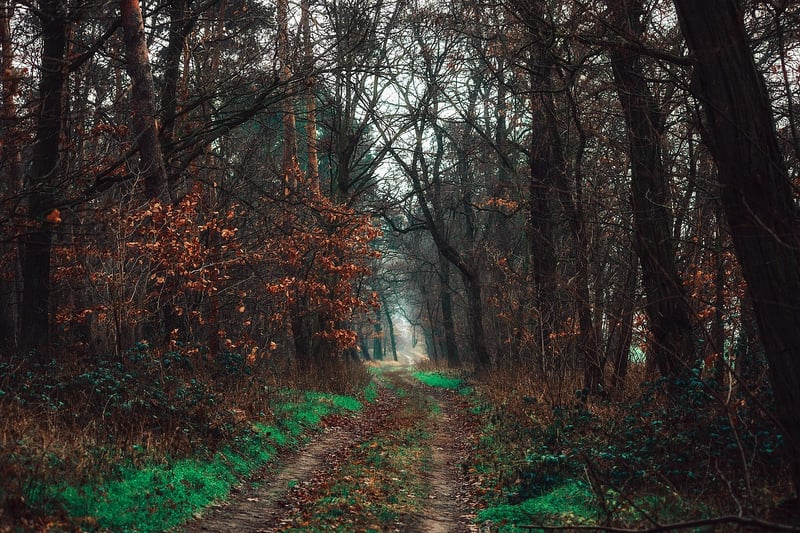Park Mindfulness Trails